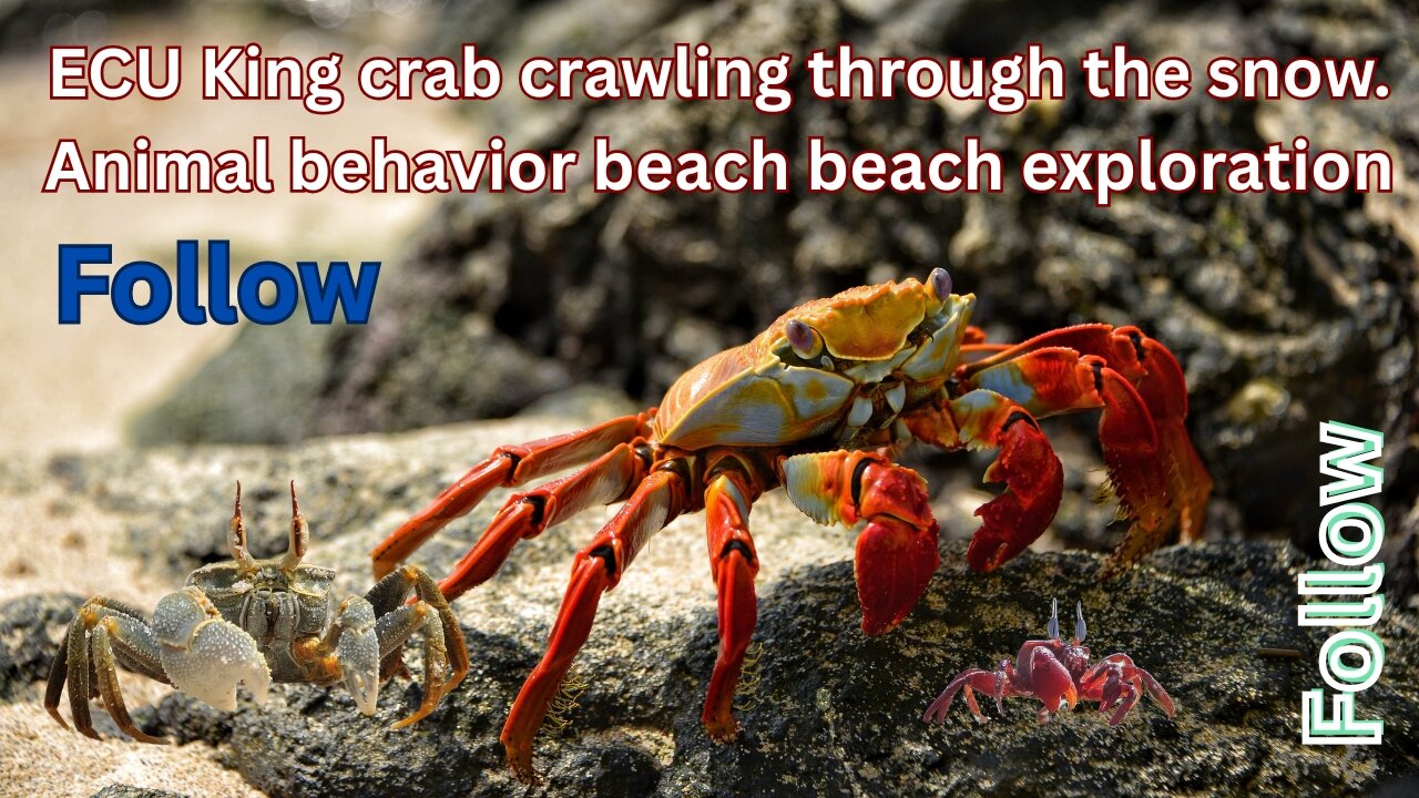 ECU King CRAB crawling through the snow. Animal behavior beach beach exploration CRAB .