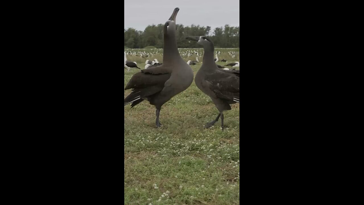 Beautiful seabird Kaʻupu mating dance #animals