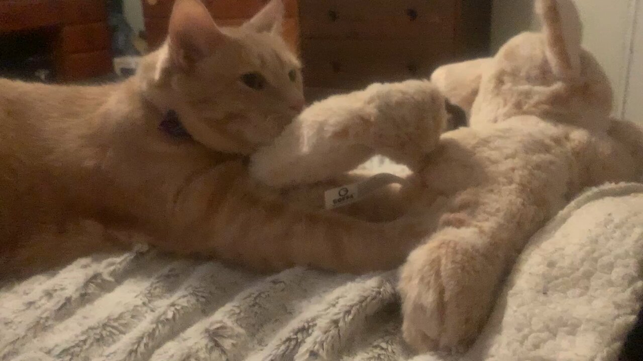 Teddy kneading on my new SaveAFox plushie! 😻😻😻