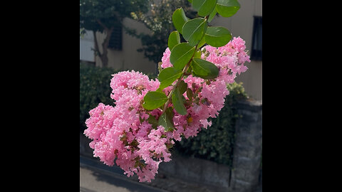 Another incredible Japanese flower