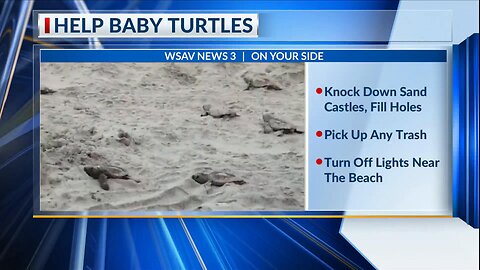 Georgia's first sea turtle nest of 2025 season confirmed