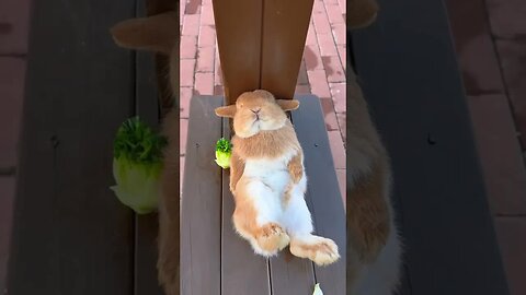 The cute rabbit that lies down after eating has a debut plan. Rabbit, a cute little pastoral pet.