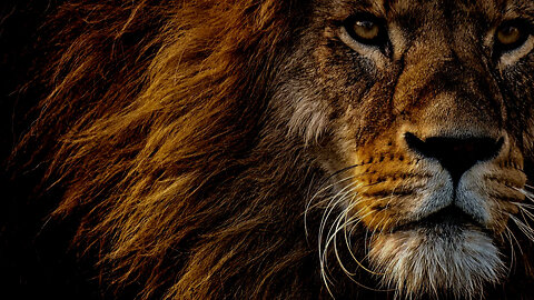 YOURS TRULY COVERING REBELUTION'S HEART LIKE A LION KARAOKE