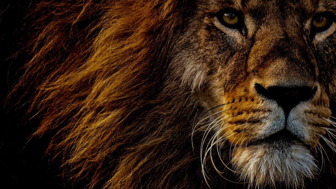 YOURS TRULY COVERING REBELUTION'S HEART LIKE A LION KARAOKE