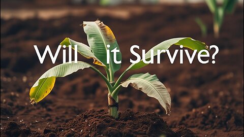 Florida Man FOMO #002 – This Baby Banana Tree Looks DOOMED… Can I Save It? 🆘🌿