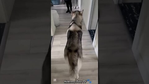 The Cutest Chaos You’ll See Today!