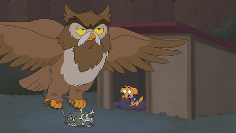 Brown Owl