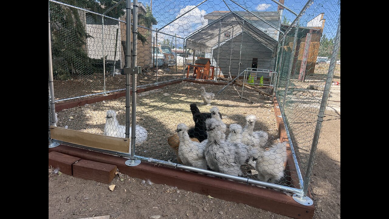 Silky chicken run