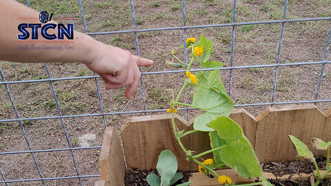 Winter Begins but Gardening Thrives in South Texas