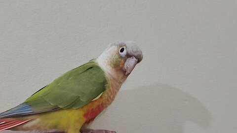 Pineapple Conure Sounds