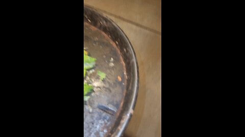 Turtles