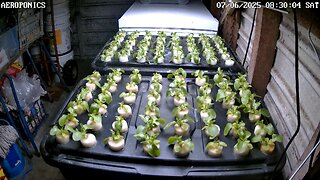 Aeroponics Timelapse Ending 28-06-2025