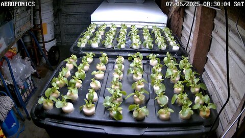 Aeroponics Timelapse Ending 28-06-2025