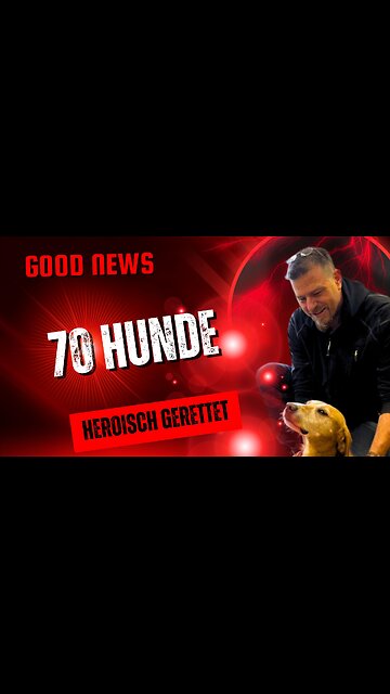 70 Hunde heroisch gerettet #Hunde, #Doggie‑Daycare, #Zoo, #Happy End, #goodnews #news