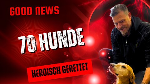 70 Hunde heroisch gerettet #Hunde, #Doggie‑Daycare, #Zoo, #Happy End, #goodnews #news