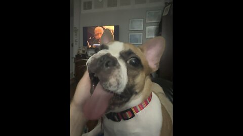 Nemo The Frenchie