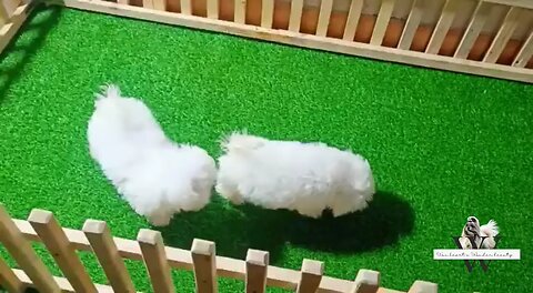 Maltese my lovely pair