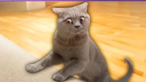 New Funny Cat and Dog Videos 😹🐶 Funniest Animals