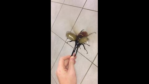 What is this