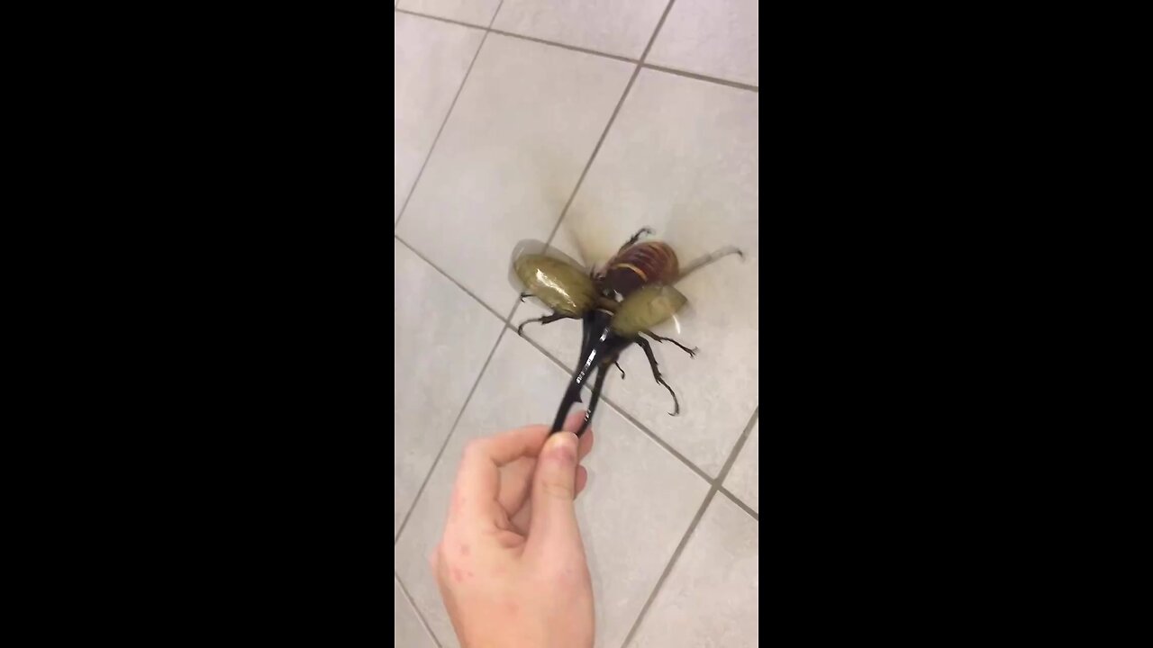What is this