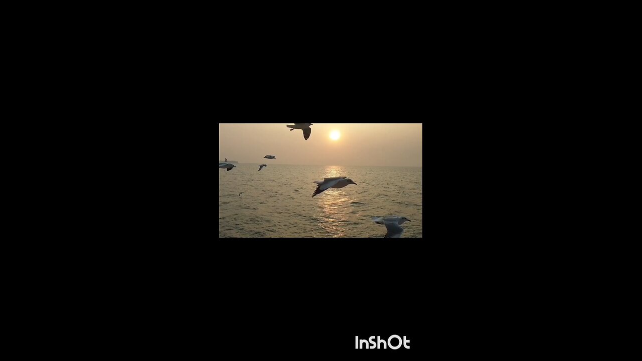 enjoy birds