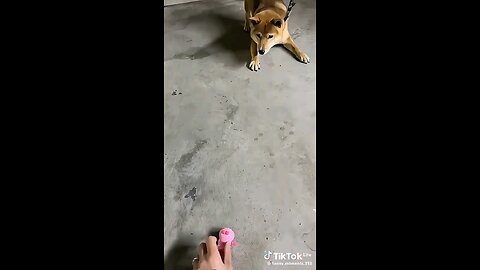 Funny dog scare moments 😂