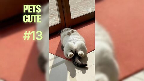 The Best Pet Costume Fails and Wins Compilation.