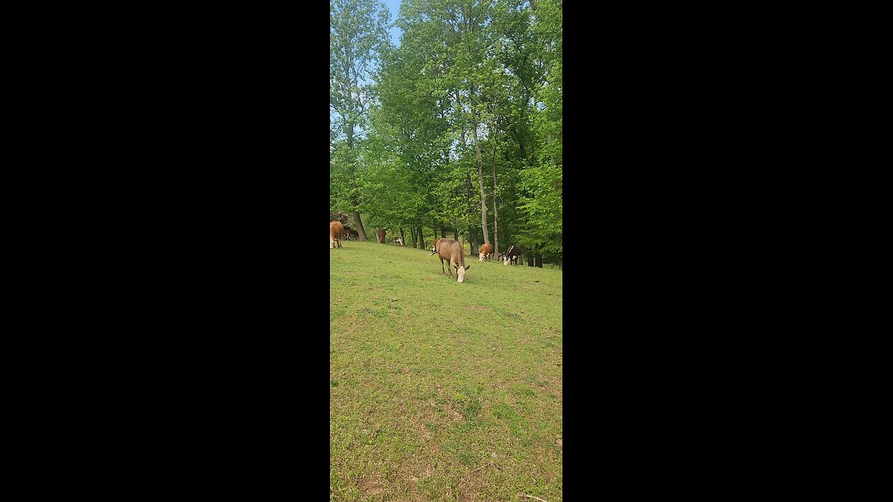 Cows and calves 2025.