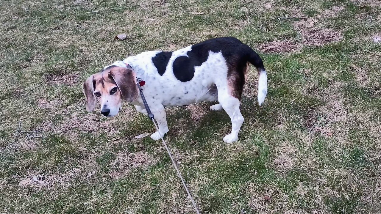 Bandit