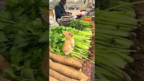 The little rabbit stands on tiptoe to eat celery. Cute pet debut plan. Little rabbit. Pastoral c