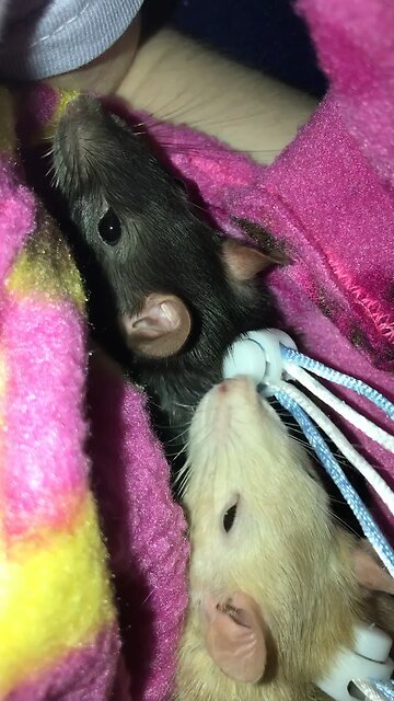 Heart-Melting Fancy Rats Fall Start To Get Sleepy 😴💤