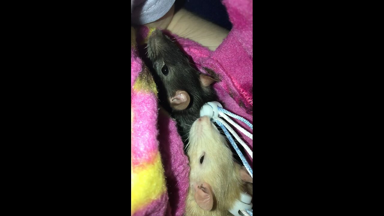 Heart-Melting Fancy Rats Fall Start To Get Sleepy 😴💤