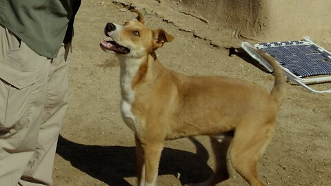 Watch two rescued dogs' reactions to their new yards!