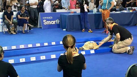 Tortoise Vs Hare