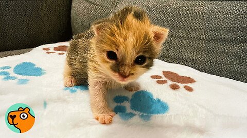 Girl Saves Tiny Hungry Kitten. Now She's A Firecracker | Cuddle Buddies