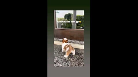 मैरी मम्मा कहा गई