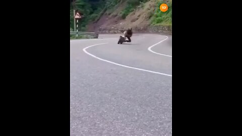 Simplang Trip 228: Motorbike ride collision to a truck accidentally fell down to push-ups exercise.
