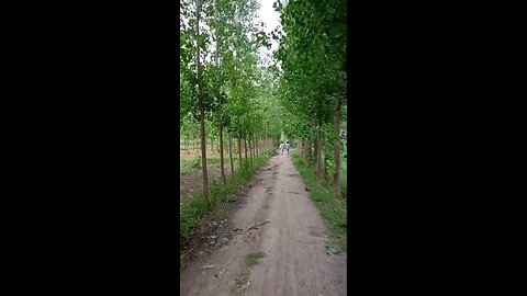 satisfying Video