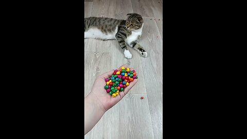 Cute cat