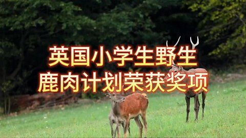 英国小学生野生鹿肉计划荣获奖项