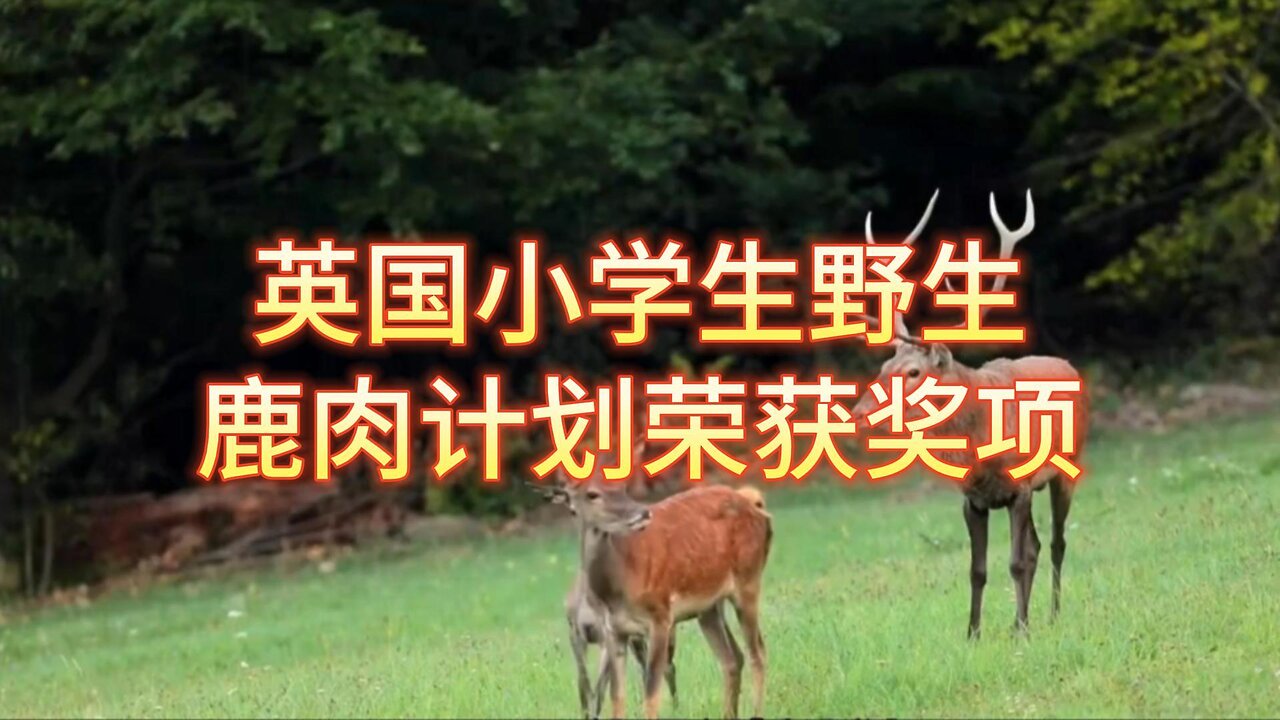 英国小学生野生鹿肉计划荣获奖项