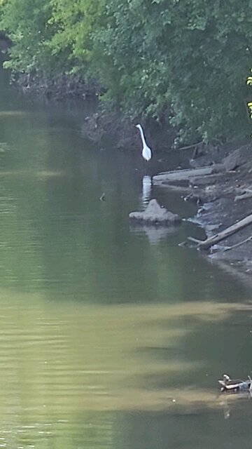 Beautiful White Heron
