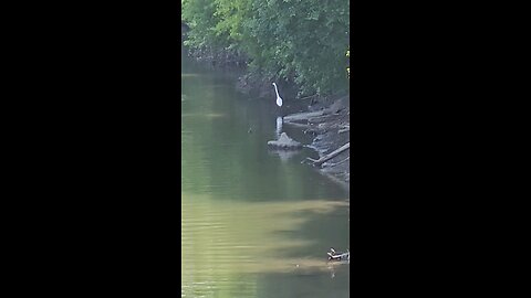 Beautiful White Heron