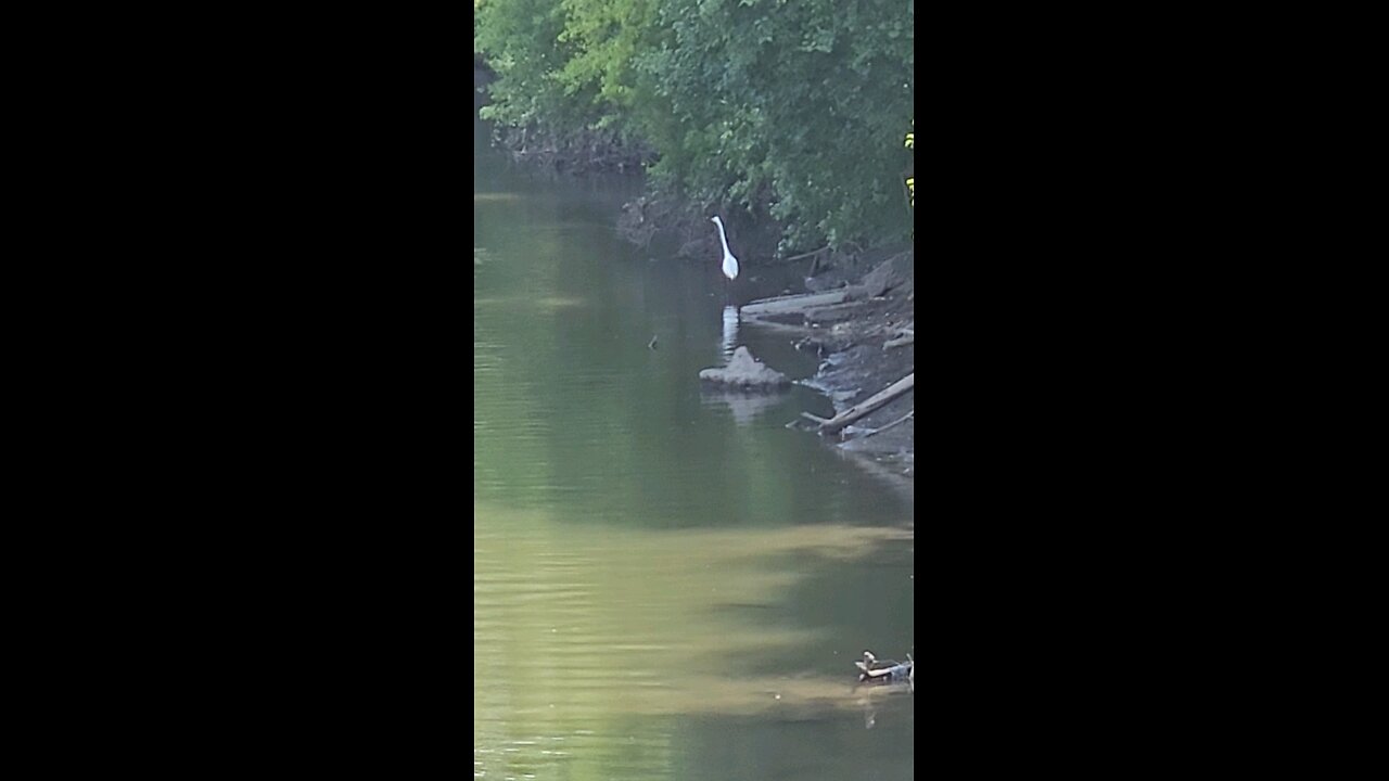 Beautiful White Heron
