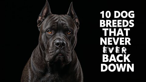 10 Dog Breeds that Never Ever Back Down