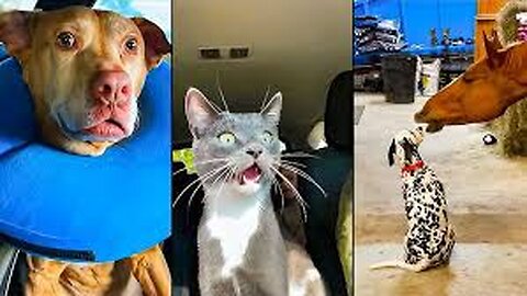 op 10 Funniest Animal Moments of 2020 😹🐶 | You Won’t Stop Laughing