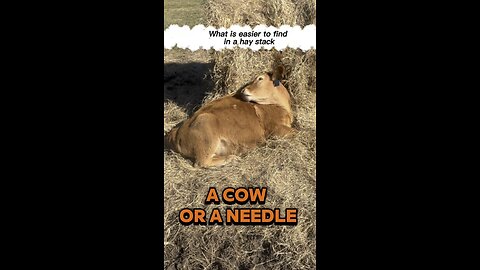 Can you find the needle or the cow in this haystack?
