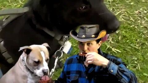 Border Collie Challenges