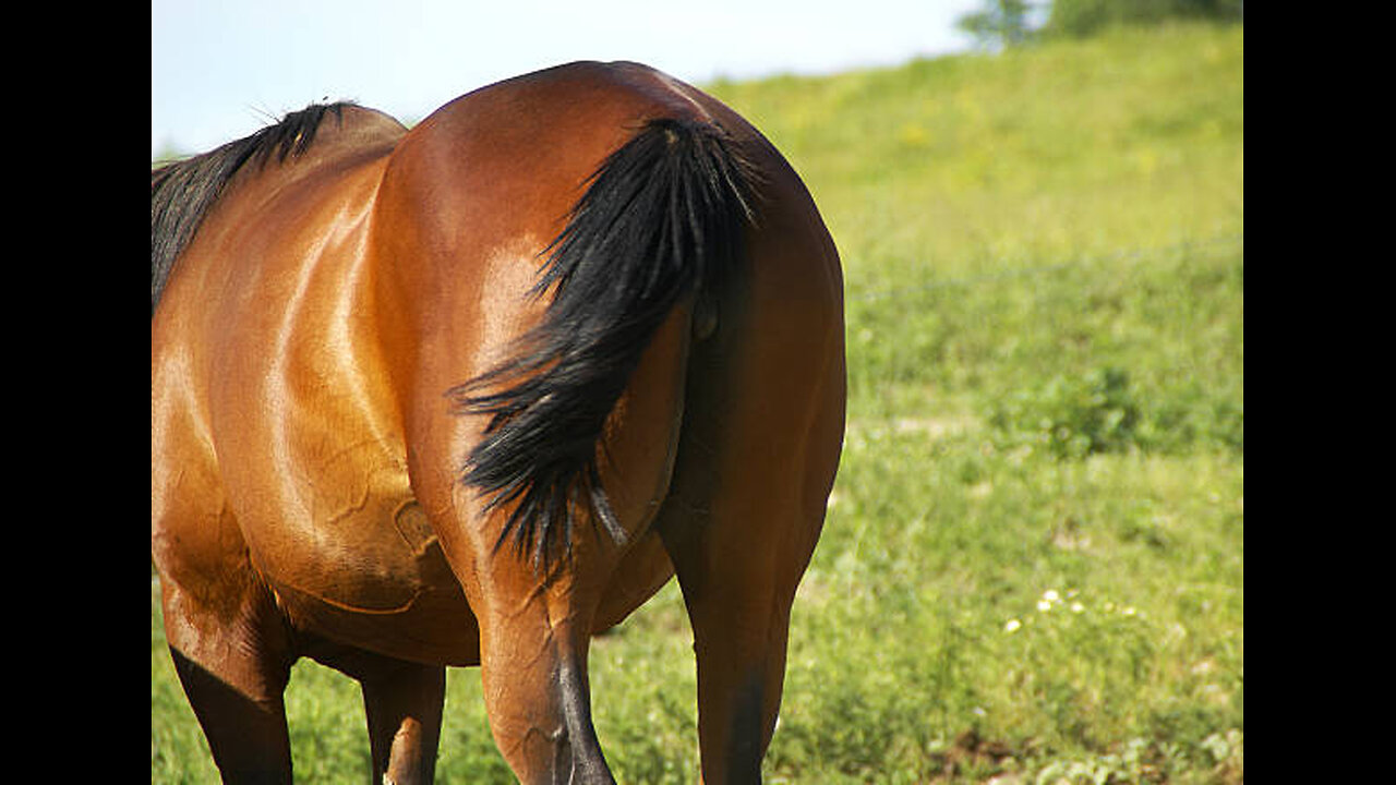 THOM TILLIS IS SCREWING TRUMP ON DC VOTE