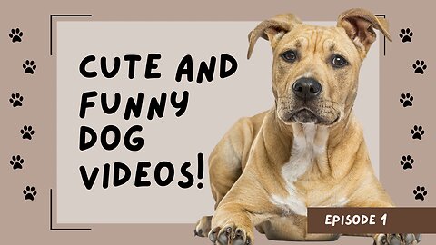 Cute funny pets